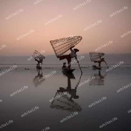 Fishermen at sunrise in the Landscape on the Inle Lake in the Shan State in the east of Myanmar in Southeastasia.