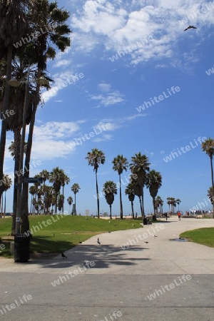 Venice Beach