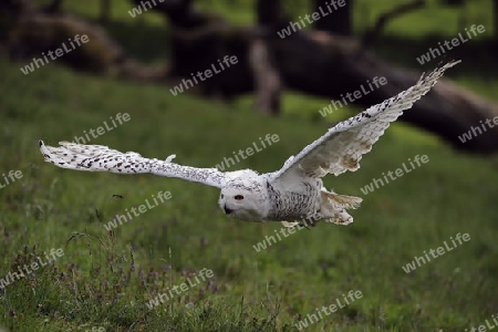 Schnee-Eule (Bubo scandiacus, Nyctea scandiaca ) im Flug