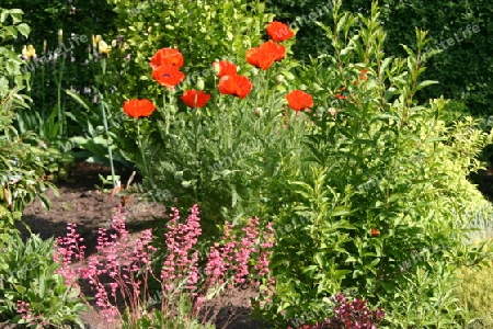 Roter Mohn auf der Insel