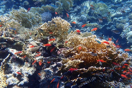 Rotes Meer