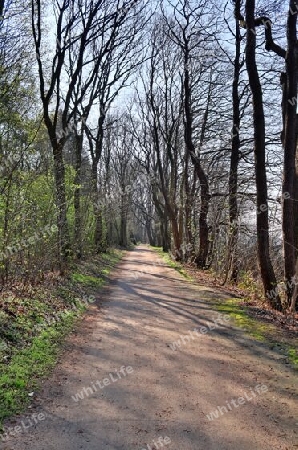 Beautiful view into a dense green forest with bright sunlight casting deep shadow.