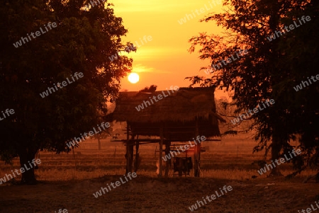 Die Landwirtschaft mit Reisfeldern im Winter bei Amnat Charoen im Isan im osten von Thailand,