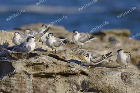 Eilseeschwalbe (Thalasseus bergii), Bird Island, Lamberts Bay, West Kap, Western Cape, S?dafrika, Afrika