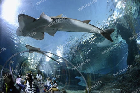 Das Siam Ocean World Aquarium in der Hauptstadt Bangkok von Thailand in Suedostasien.