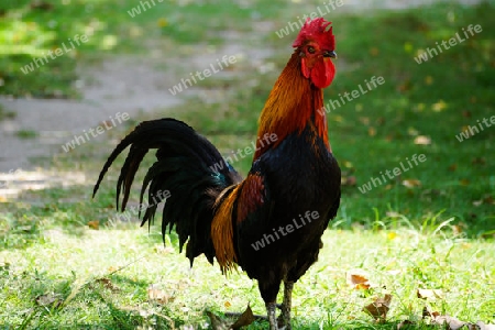 Rooster