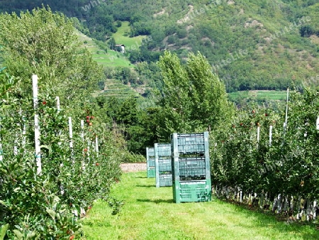 Erntebeginn im Vinschgau