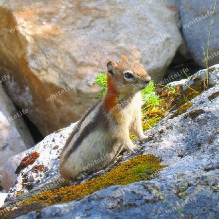 Golden-mantled Ground Squirrel