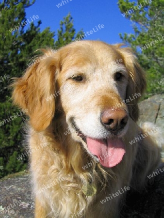 Golden Retriever