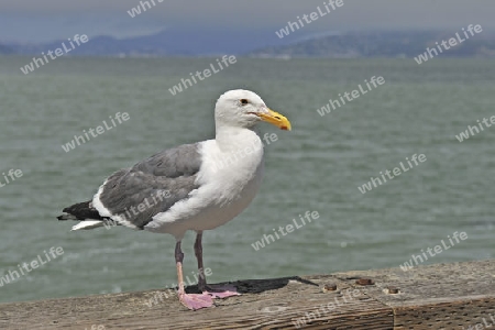 Westmoeve, Larus occidentalis, San Francisco, Kalifornien, USA