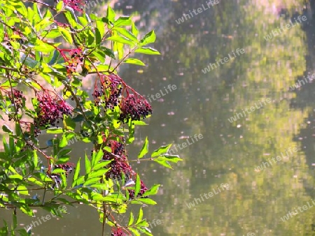 Holunderbusch am Fluss