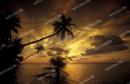 
Der Traumstrand mit Palmen und weissem Sand an der Insel Velavaru im Southmale Atoll auf den Inseln der Malediven im Indischen Ozean.   