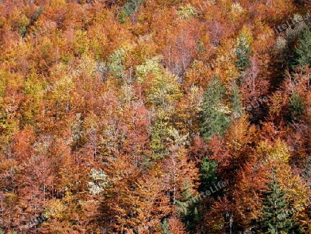 herbstwald