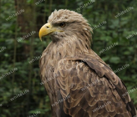 Adler aus Wilhelma