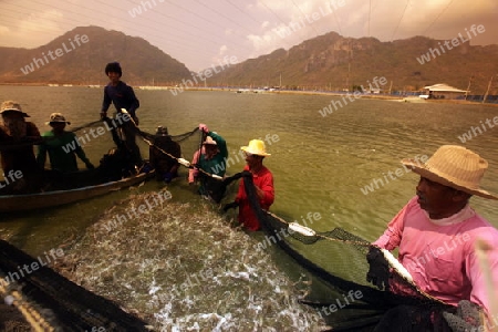 Eine Crevetten Zucht in der Landschaft des Khao Sam Roi Yot Nationalpark am Golf von Thailand im Suedwesten von Thailand in Suedostasien. 