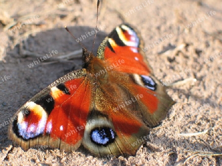 Schmetterling