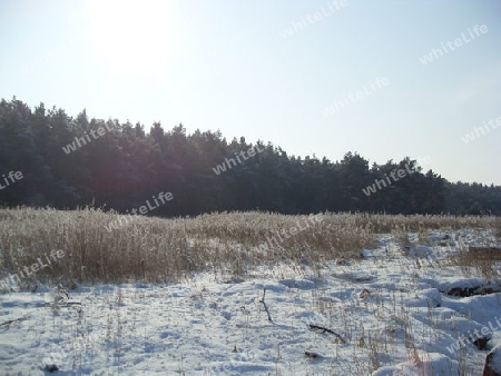 Wald am Salzhaff im Winter