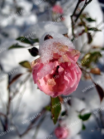 Rose im Schnee