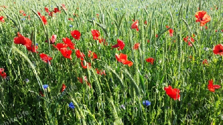 Mohn im Kornfeld