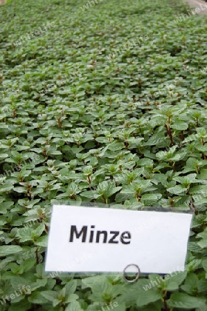 Minze - Mint