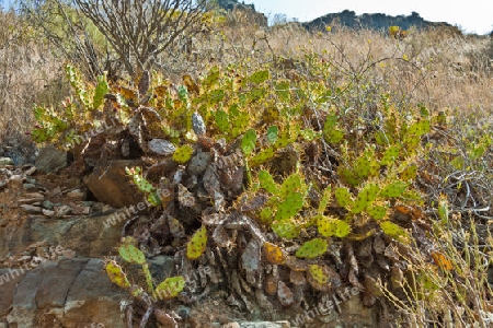 Kaktus auf Gran Canaria