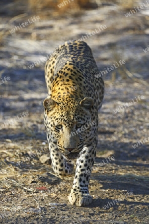 Leopard (Panthera pardus) streift durch sein Revier am Morgen, Khomas Region, Namibia, Afrika