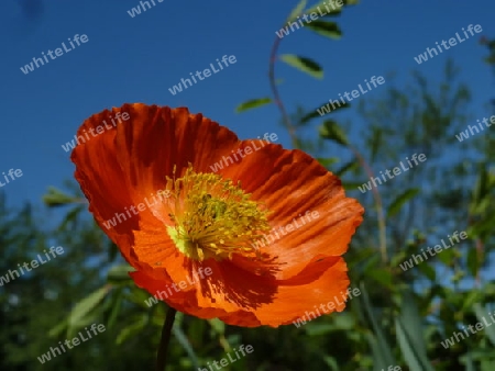 kalifornischer Mohn