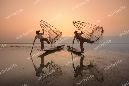 Fishermen at sunrise in the Landscape on the Inle Lake in the Shan State in the east of Myanmar in Southeastasia.