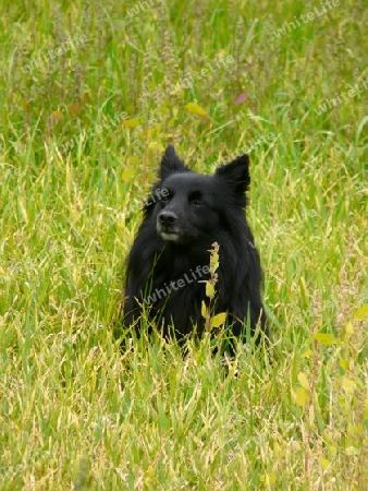 Jamie Schipperke P1280135