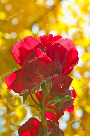 Rose vor gelbem Hintergrund