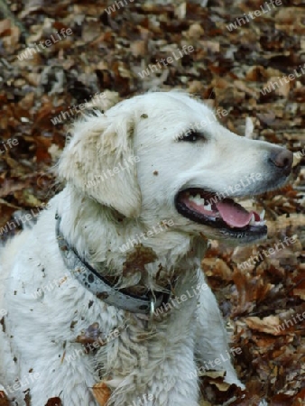 Golden Retriever 