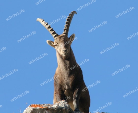 Im Angesicht mit einem Steinbock