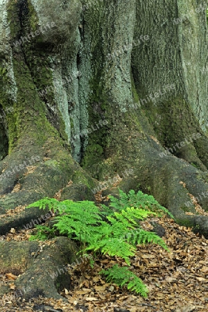 Waldfarn, Athyrium, waechst zwischen bemoostem Stamm einer alten Buche, Fagus, Urwald Sababurg, Hessen, Deutschland