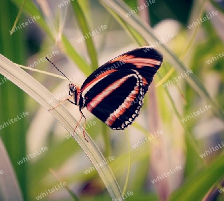 Schmetterling 1