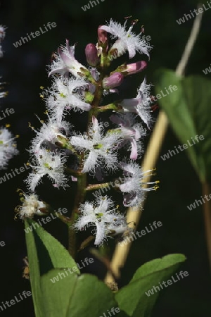 Fieberklee (Menyanthes trifolia L.)