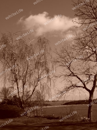 Trauerbirke Sepia