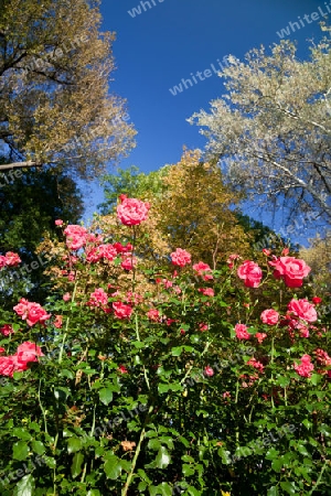 park roses