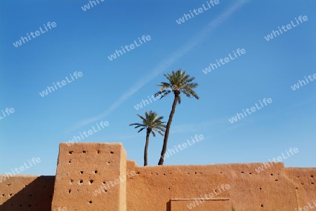 Palmen in Marrakesch