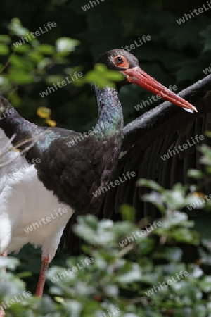 Ciconia nigra, Schwarzstorch