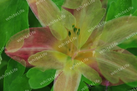 Hemerocallis (Taglilie)