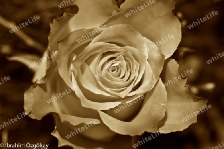 Rose Sepia