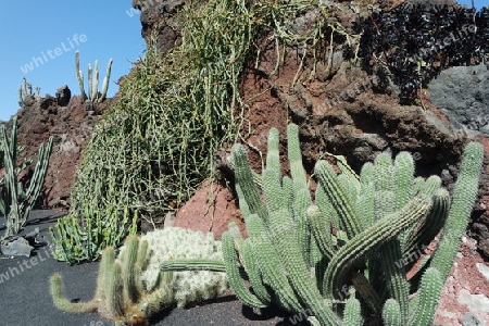 Kaktusgarten auf Lanzarote