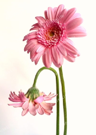 Gerbera