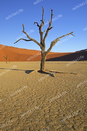 Kameldornb?ume (Acacia erioloba), auch Kameldorn oder Kameldornakazie im letzten Abendlicht,  Namib Naukluft Nationalpark, Deadvlei, Dead Vlei, Sossusvlei, Namibia, Afrika