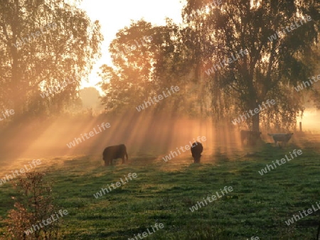 Rinderherde im Sonnenaufgang