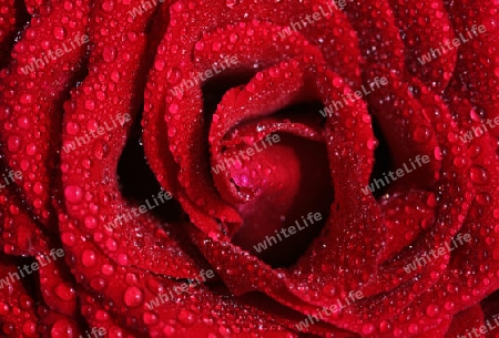 Red Rose