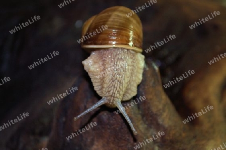 schnecke 8