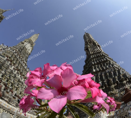 Die Tempelanlage des Wat Arun am Mae Nam Chao Phraya River in der Hauptstadt Bangkok von Thailand in Suedostasien.