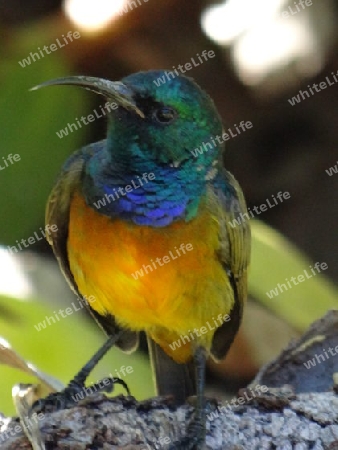 Sunbird