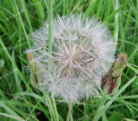 pusteblume